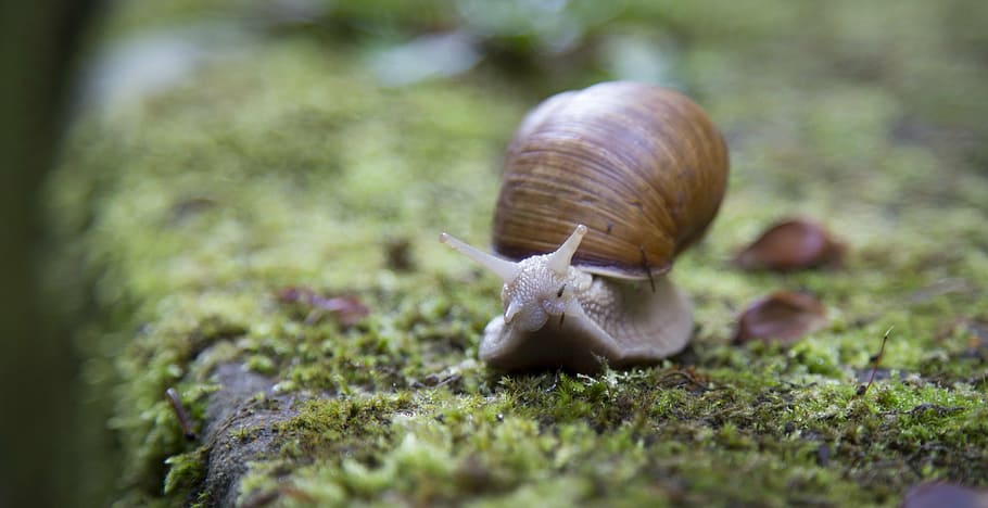 marró, cargol, molsa, shell, slug, lent, un animal, temes d'animals, gasteròpode, closca d’animals, vida salvatge, animals a la natura, primer pla, dia, enfocament selectiu, animal, mol·lusc, fauna animal, invertebrat, antena animal, cap gent, naturalesa, planta, part del cos dels animals, avorriment, viscós, a l'aire lliure, rastreig, 4K