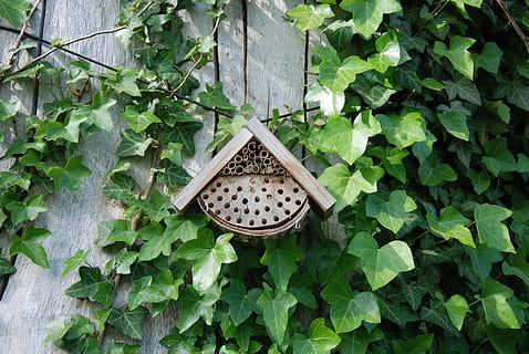træ, parkere, have, ul, sommerhus, bier, træ - materiale, natur, plante, blad, plante del, vækst, grøn farve, ingen mennesker, dag, høj vinkel visning, udendørs, tæt på, skønhed i naturen, friskhed, direkte over, vedbend, hængende, jord, sikkerhed, beskyttelse, 4K, CC0, offentligt domæne, royaltyfrie