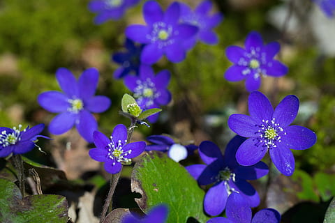 blomst, hepatica, forår, blå, lilla, fokus på forgrunden, plante, natur, vækst, ingen mennesker, dag, skønhed i naturen, blomstrende plante, friskhed, sårbarhed, tæt på, blomsterhoved, skrøbelighed, kronblad, blomsterstand, plante del, blad, 5K, CC0, offentligt domæne, royaltyfrie
