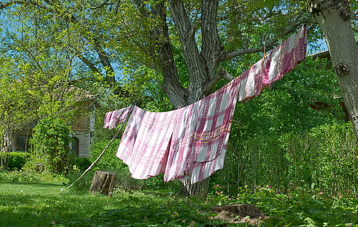 bianca, rosso, coperte, impiccato, lavanderia, primavera, Abiti, lavaggio, fresco, verde, capi di abbigliamento, clothesline, naturale, natura, pulito, essiccazione, sospeso, molletta, albero, pianta, tessile, giorno, nessuno, crescita, erba, cortile anteriore o posteriore, foglio, terra, all'aperto, biancheria, colore verde, tronco d'albero, 5K, CC0, dominio pubblico, privo di copyright