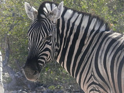 Nahaufnahmefoto, Zebra Gesicht, Zebra, Namibia, Tiere, afrikanisch, Säugetier, Pflanzenfresser, Safari, wild, Porträt, Kopf, Muster, schließen, Nahansicht, etosha, Streifen, Afrika, Tierwelt, Tier, Safaritiere, gestreift, Natur, Tiere in freier Wildbahn, schwarze Farbe, Pferdefamilie, Savanne, Tierthemen, ein Tier, Tiermarkierungen, keine Leute, Tag, Wirbeltier, Haustiere, draußen, natürliches Muster, pflanzenfressend, Tierkopf, 2K, CC0, gemeinfrei, lizenzfrei