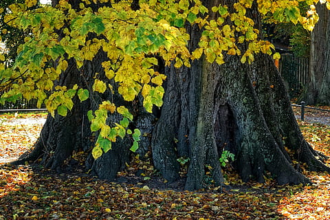 arbre de fulla verda, registre, arrel, Linde, naturalesa, arbre, arrel de l’arbre, tribu, deformes, monstre de l'arbre, arrelat, escorça, verd, tardor, vell, energia natural, planta, creixement, tronc, bellesa a la natura, tronc de l'arbre, part de la planta, terra, dia, full, bosc, tranquil·litat, canvi, cap gent, groc, a l'aire lliure, escenics - natura, escena tranquil·la, fulles, col·lecció de tardor, liquen, 2K, CC0, domini públic, lliure de regalies