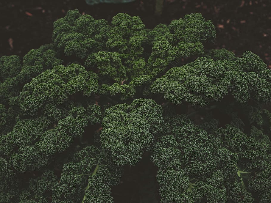grønne træer, antenne, se fotografering, grøn, Skov, træ, grøntsag, broccoli, plante, grøn farve, mad og drikke, vækst, friskhed, ingen mennesker, mad, dag, tæt på, overflod, natur, sund kost, skønhed i naturen, fuld ramme, udendørs, velvære, baggrunde, 4K