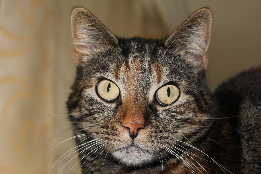 kat, kæledyr, sød kat, skildpadde skal, Mieze, indenlandske kat, sød, smuk, opmærksomhed, dyre temaer, dyr, et dyr, indenlandske, pattedyr, portræt, kigger på kameraet, feline, husdyr, tæt på, bakkenbart, dyr kropsdel, hvirveldyr, fokus på forgrunden, dyr hoved, dyr øje, øje, ingen mennesker, gule øjne, tabby, 5K