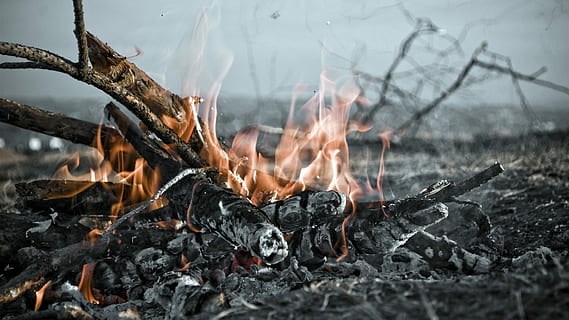 foc, koster, flama, cremant, calor - temperatura, destrucció, incendi forestal, cap gent, foc - fenomen natural, naturalesa, fum - estructura física, fusta, foguera, material de fusta, registre, llenya, arbre, cremada, dia, terra, medi ambient, a l'aire lliure, cendra, Pol · lució, 1080P, CC0, domini públic, lliure de regalies
