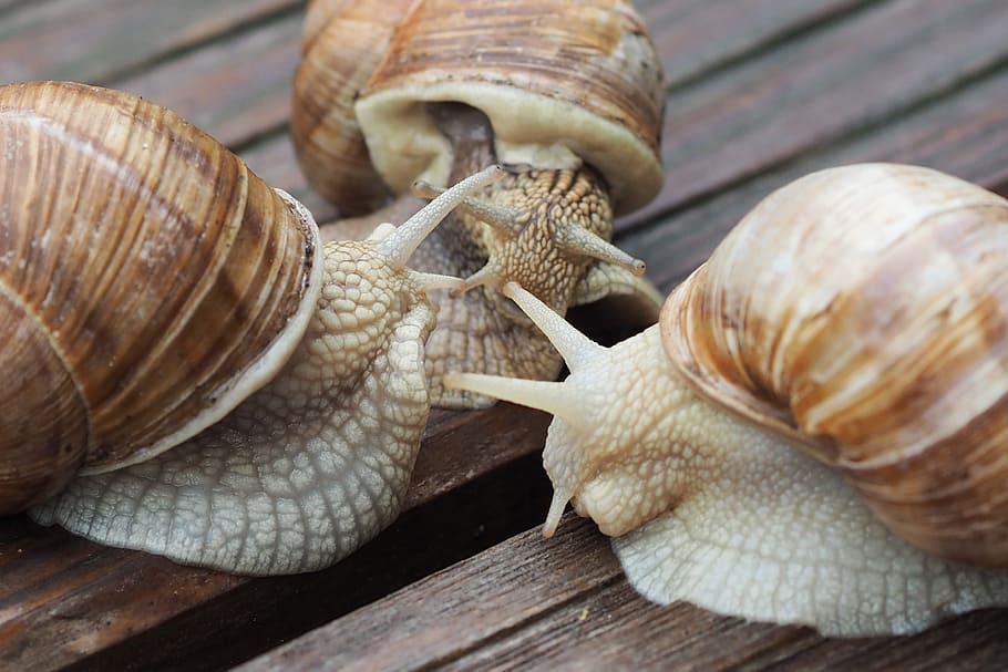 escargots, cargol, shell, mucositat, rèptil, tancar, lentament, gatejar, fauna animal, temes d'animals, animal, animals a la natura, closca d’animals, primer pla, un animal, invertebrat, mol·lusc, gasteròpode, cap gent, material de fusta, dia, part del cos dels animals, naturalesa, avorriment, a l'aire lliure, rastreig, marí, 4K