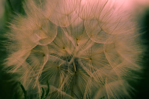 macrofotografia, fotografia di close-up, bianca, fiore di tarassaco, avvicinamento, fotografia, dente di leone, fiore, macro, natura, seme, soffice, morbidezza, pianta, fragilità, estate, fiore singolo, nessuno, bellezza nella natura, primavera, sfondi, crescita, pianta fiorita, freschezza, vulnerabilità, incolto, testa di fiore, infiorescenza, all'aperto, messa a fuoco selettiva, semi di dente di leone, 1080P, CC0, dominio pubblico, privo di copyright