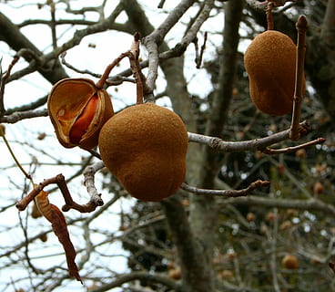 frugt, møtrik, træ, pod, frø, frøplader, nød, træ, rå, have, natur, afdeling, mad, friskhed, moden, blad, udendørs, landbrug, citrus frugt, sæson, frugthave, mad og drikke, dag, plante, sund kost, fokus på forgrunden, ingen mennesker, vækst, tæt på, velvære, vinter, orange farve, frugt træ, hængende, 1080P, CC0, offentligt domæne, royaltyfrie