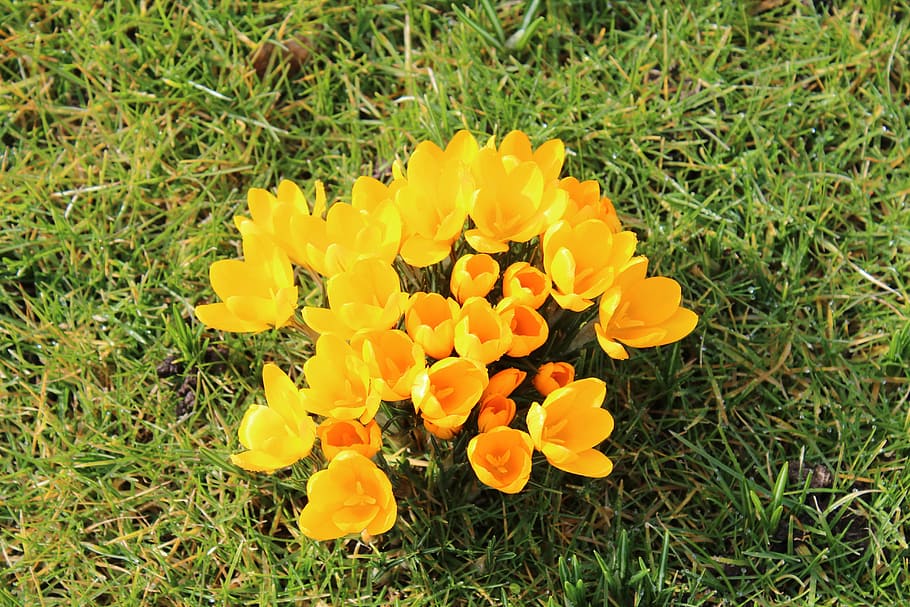 croco, giallo, fiori, primavera, fiore, pianta, pianta fiorita, freschezza, fragilità, bellezza nella natura, crescita, vulnerabilità, petalo, infiorescenza, testa di fiore, erba, campo, terra, avvicinamento, vista dall'alto, natura, colore verde, giorno, nessuno, all'aperto, 5K