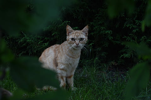 kat, vred, dyr, indenlandske kat, feline, et dyr, dyre temaer, husdyr, kæledyr, pattedyr, indenlandske, portræt, plante, ingen mennesker, kigger på kameraet, hvirveldyr, natur, jord, negativ følelse, bakkenbart, aggression, 5K, CC0, offentligt domæne, royaltyfrie