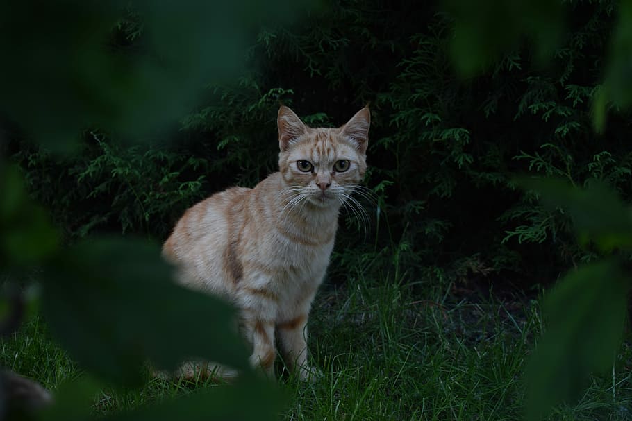 kat, vred, dyr, indenlandske kat, feline, et dyr, dyre temaer, husdyr, kæledyr, pattedyr, indenlandske, portræt, plante, ingen mennesker, kigger på kameraet, hvirveldyr, natur, jord, negativ følelse, bakkenbart, aggression, 5K