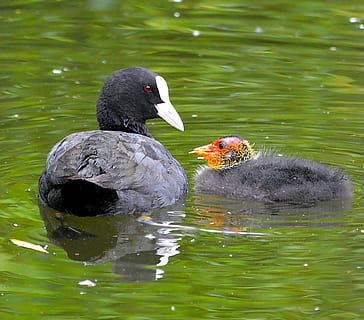 lyska, kuřat, načechraný, chmýří, účtovat, coots, hnízdo, zvíře, plemeno, pták, Příroda, roztomilý, vodní ptáci, mladých ptáků, vodní pták, chlapec, malý pták, druh, malý, vodní kuřecí kuřata, zvířat, dvě zvířata, zvířata ve volné přírodě, voda, jezero, obratlovců, plavání, nábřeží, skupina zvířat, den, nikdo, mladé zvíře, mladý pták, kachna, venku, 1080P, CC0, veřejná doména, bez autorských práv