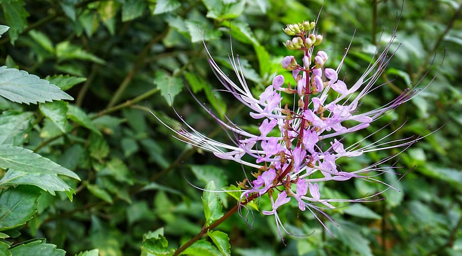 té misai kucing, bigotes de gatos, té de java, flor, hoja, flora, verano, al aire libre, crecimiento, de cerca, arbusto, floreciente, planta, planta floreciendo, belleza en la naturaleza, púrpura, frescura, vulnerabilidad, naturaleza, fragilidad, color verde, centrarse en primer plano, día, temas de animales, animal, árbol, nadie, fauna animal, pétalo, cabeza de flor, lavanda, primavera, polinización, 4K