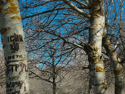 albero, paesaggio, cielo, albero secco, natura, autunno, parco, tronco, foresta d'autunno, contrasto, tronco d'albero, pianta, nessuno, albero nudo, giorno, ramo, Inquadratura dal basso, la tranquillità, crescita, all'aperto, architettura, struttura costruita, terra, foresta, luce del sole, bellezza nella natura, 5K, CC0, dominio pubblico, privo di copyright