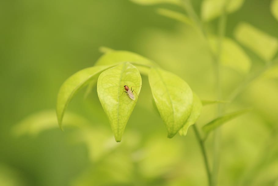 green leafed plants, macro, fly, bug, leaf, green leaves, animal themes, one animal, invertebrate, animal, close-up, insect, plant part, green color, animal wildlife, plant, no people, animals in the wild, nature, ladybug, focus on foreground, selective focus, day, outdoors, beauty in nature, small, 2K
