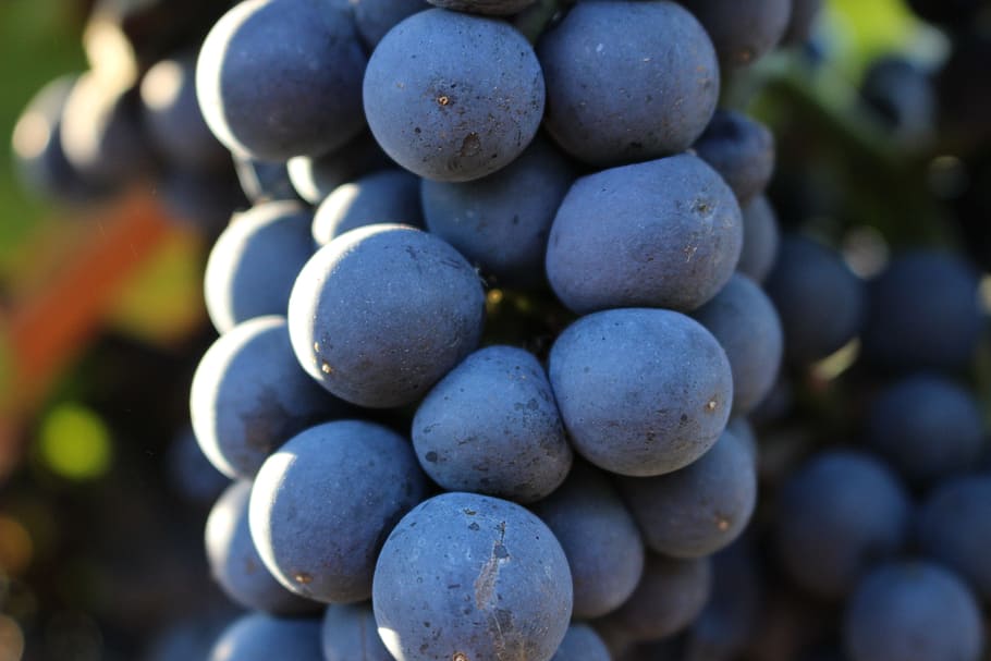 uva, Vintage ▾, autunno, vigneto, grappolo, uva nera, viti, natura, raccogliere, grappolo d'uva, frutta, cibo e bevande, blu, cibo, abbondanza, mangiare sano, avvicinamento, agricoltura, nessuno, grande gruppo di oggetti, freschezza, frutti di bosco, giorno, crescita, benessere, concentrarsi sulle conoscenze acquisite, mirtillo, maturo, viola, vinificazione, ciottolo, 5K