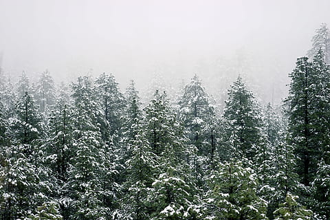 pine trees, covered, snow, photography, green, trees, tree, forest, winter, landscape, fog, pine, snowtopped tree, mist, cold, nature, tall pine, fir, plant, cold temperature, beauty in nature, pine tree, coniferous tree, land, growth, pine woodland, pinaceae, tranquility, scenics - nature, no people, day, woodland, evergreen tree, outdoors, snowing, fir tree, 5K, CC0, public domain, royalty free