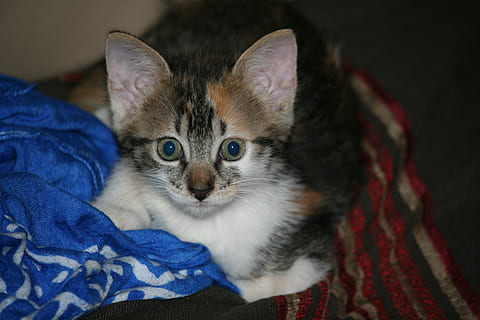 kitten, grey, head, cat, pets, domestic cat, mammal, domestic, feline, animal themes, domestic animals, animal, one animal, portrait, looking at camera, young animal, whisker, vertebrate, relaxation, indoors, furniture, bed, body part, animal head, animal eye, no people, 4K, CC0, public domain, royalty free