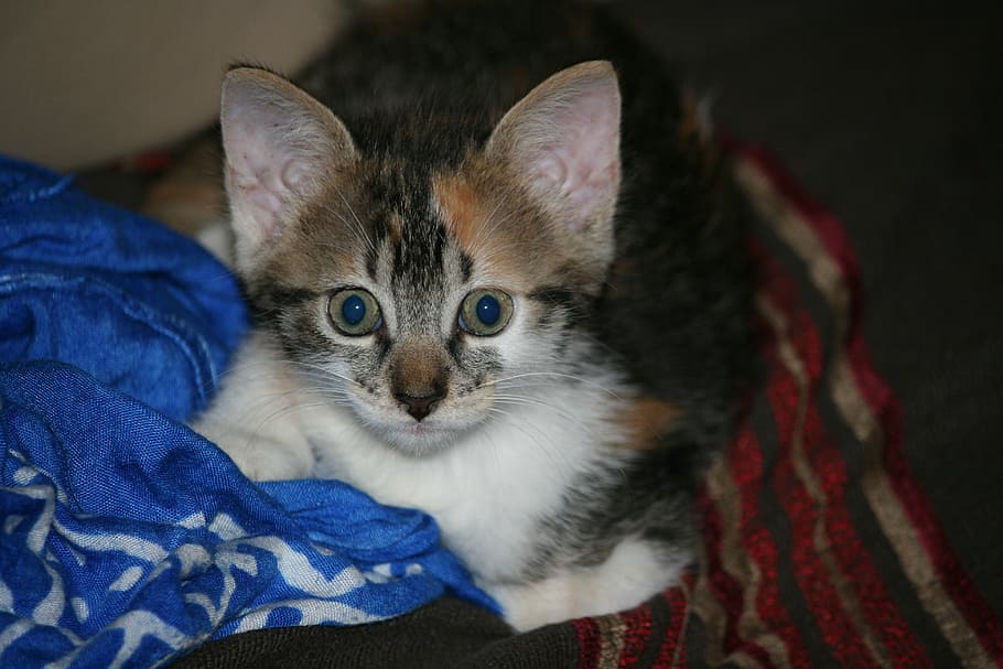 kitten, grey, head, cat, pets, domestic cat, mammal, domestic, feline, animal themes, domestic animals, animal, one animal, portrait, looking at camera, young animal, whisker, vertebrate, relaxation, indoors, furniture, bed, body part, animal head, animal eye, no people, 4K