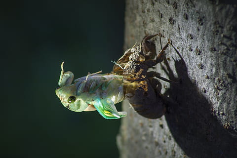 error, insecte, naturalesa, volar, animal, blanc, símbol, escarabat, icona, macro, plaga, ala, estiu, negre, signe, vida salvatge, abella, papallona, tancar, conjunt, petit, verd, color, natural, disseny, salvatge, marieta, aranya, xinxes, mosquit, biologia, àcars, formiga, temes d'animals, fauna animal, animals a la natura, un animal, primer pla, vertebrats, cap gent, mar, marí, centrar-se en primer pla, a l'aire lliure, dia, aigua, nedar, la vida marina, amfibi, animals en captivitat, 4K, CC0, domini públic, lliure de regalies