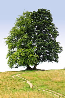 medis, kelias, takas, tarpiklis, pobūdį, taip, augalų, žemės, augimą, lauke, žolė, ramybė, dangus, grožis gamtoje, žalia spalva, kraštovaizdį, ramioje scenoje, aplinką, dieną, nėra žmonių, vaizdai - gamta, švarus dangus, ne miesto scenoje, 5K, CC0, Viešasis domenas, nemokamai