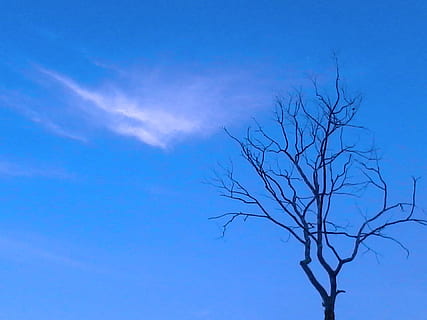 negativer Raum, Himmelblau, Wolken, Himmel, Blau, Kumulus, Kumulus Tag, Natur, kahler Baum, Tag, draußen, Baum, Ast, keine Leute, Pflanze, Flachwinkelansicht, wolke - himmel, Ruhe, Szenen - Natur, Schönheit in der Natur, Umgebung, Silhouette, Dämmerung, kopieren sie platz, tote Pflanze, 1080P, CC0, gemeinfrei, lizenzfrei