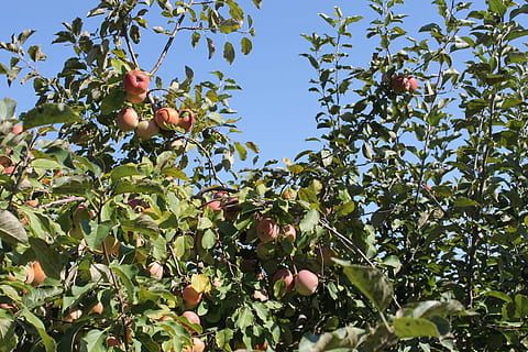 măr, mere, fruct, alimente, copac, fermă, ramură, livadă, natură, agricultură, frunze, copt, mere - fructe, Culoarea verde, roșu, plantă, organic, în aer liber, prospeţime, vară, a decupa, mancare si bautura, vedere unghiulară joasă, mâncat sănătos, creştere, parte a plantelor, pomi fructiferi, cer, zi, bunăstare, nici o persoana, 4K, CC0, domeniu public, fără drepturi de autor