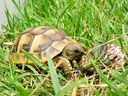 marró, tortuga, verd, herba, rèptil, temes d'animals, animal, fauna animal, animals a la natura, vertebrats, planta, un animal, naturalesa, color verd, shell, closca d’animals, cap gent, dia, primer pla, terra, camp, amfibi, closca de tortuga, 1080P, CC0, domini públic, lliure de regalies