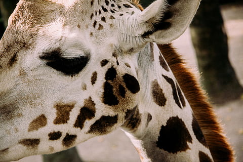 bella girafa, bonic, girafa, animals, animal, naturalesa, vida salvatge, tacat, Àfrica, animals de safari, mamífer, zoo, animals a la natura, coll d'animals, animals i mascotes, primer pla, cap d’animals, part del cos dels animals, temes d'animals, un animal, fauna animal, vertebrats, marques d’animals, cap gent, centrar-se en primer pla, dia, animals domèstics, a l'aire lliure, herbívors, ull d’animals, vista del perfil, 2K, CC0, domini públic, lliure de regalies