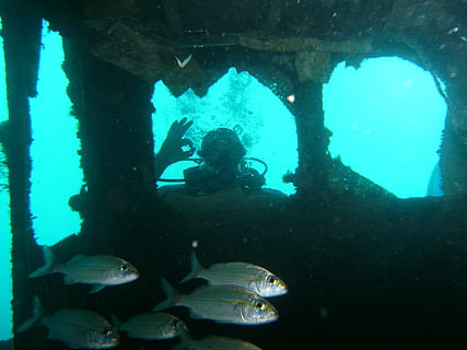 pesce, immersione, sport, in profondità, oceano, acqua, natura, animali, mare, avventura, corallo, acquario, estate, creatura, marino, blu, subacqueo, sottomarino, sport acquatico, nuoto, immersioni in subacquea, esplorazione, attività di svago, fauna selvatica, attrezzatura subacquea, persone, animali allo stato selvatico, persone reali, all'aperto, immersione subacquea, 2K