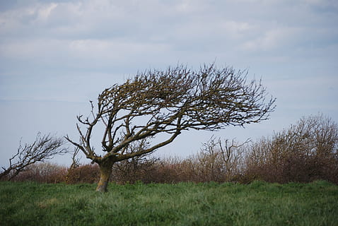 træ, vind, natur, landskab, efterår, plante, himmel, ro, sky - himmel, rolig scene, græs, skønhed i naturen, jord, Mark, miljø, scenics - natur, ikke-urbane scene, ingen mennesker, dag, vækst, bare træ, udendørs, isolerede, 4K, CC0, offentligt domæne, royaltyfrie