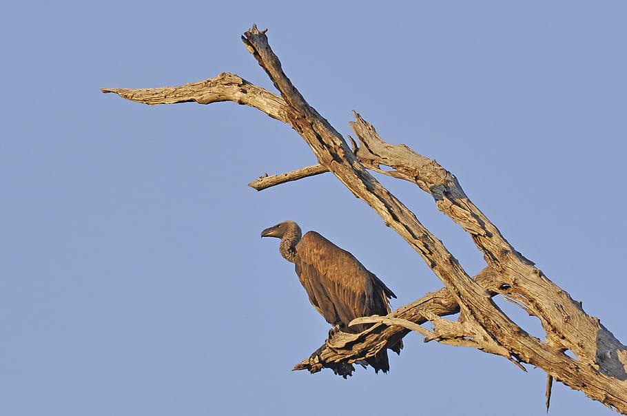 Geier, Vogel, Geier, Vogel, Tierwelt, Tier, Tiere in freier Wildbahn, keine Leute, Blau, Tierthemen, Wirbeltier, Himmel, Raubvogel, Ast, Baum, Gruppe von Tieren, fliegend, Natur, klarer Himmel, Flachwinkelansicht, Pflanze, zwei tiere, Tag, 4K