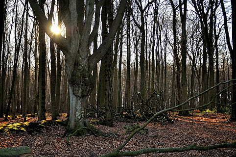 mežs, raksturs, saules gaisma, koki, filiāle, mežiem, spooky forest, nienhāgens Baltijas jūra, ainavu, koks, koka stumbrs, rudenī, zeme, augu, stumbrs, miers, mierīga aina, skaistums dabā, skatuves - daba, ārpus pilsētas, izaugsmi, nav cilvēku, dienā, ārā, vidi, straumēšanu, 4K, CC0, publiskais domēns, bez atlīdzības