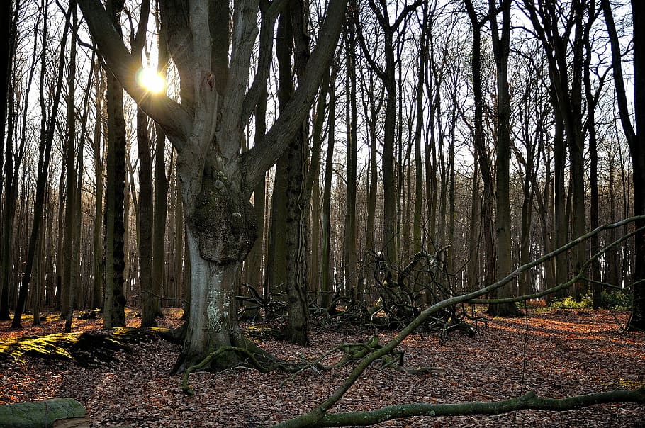 las, Natura, światło słoneczne, drzewa, Oddział, lasy, straszny las, nienasycone morze bałtyckie, krajobraz, drzewo, pnia drzewa, lesisty teren, jesień, wylądować, roślina, bagażnik samochodowy, spokój, spokojna scena, piękno natury, scenics - natura, scena pozamiejska, wzrost, żadnych ludzi, dzień, na dworze, środowisko, streaming, 4K