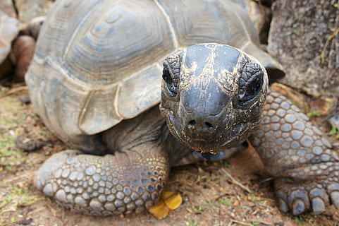 tortoise on ground, turtle, age, panzer, speed, seychelles, tortoise, reptile, giant tortoises, animal wildlife, animal themes, animal, animals in the wild, one animal, vertebrate, animal shell, shell, close-up, tortoise shell, nature, no people, focus on foreground, day, portrait, outdoors, animal body part, animal head, marine, animal neck, animal scale, 4K, CC0, public domain, royalty free