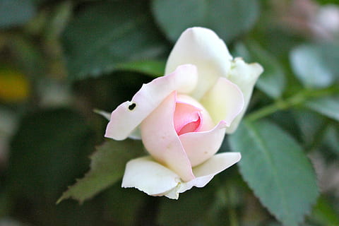 vecchia rosa, pulsante, che si apre, fiore, petalo, fragilità, natura, colore rosa, testa di fiore, avvicinamento, freschezza, pianta, bellezza nella natura, pianta fiorita, vulnerabilità, infiorescenza, crescita, concentrarsi sulle conoscenze acquisite, rosa, giorno, Colore bianco, nessuno, all'aperto, 5K, CC0, dominio pubblico, privo di copyright