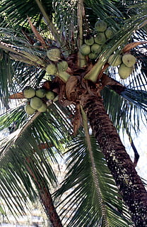 Palma, cocos, Coqueiro, exótico, Mediterrâneo, Comida, Brasil, comer, delicioso, saudável, coco, árvore, plantar, Palmeira, fruta, crescimento, clima tropical, folha, visão de baixo ângulo, tronco de árvore, ninguém, tronco, cor verde, dia, Alimentação saudável, ramo, natureza, parte da planta, comida e bebida, palmeira de coco, ao ar livre, folha de palmeira, árvore tropical, bambu - planta, 2K, CC0, domínio público, royalty free