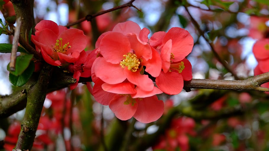 natur, træblomster, blomst, plante, blomstrende plante, skønhed i naturen, vækst, friskhed, skrøbelighed, sårbarhed, tæt på, lyserød farve, kronblad, træ, fokus på forgrunden, blomsterhoved, blomsterstand, afdeling, dag, ingen mennesker, blomstre, udendørs, forår, pollen, kirsebær blomst, 2K