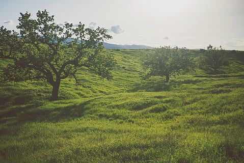 persona, mostrant, verd, arbre, herba, arbres, camp, naturalesa, paisatge, a l'aire lliure, planta, bellesa a la natura, color verd, tranquil·litat, terra, creixement, cel, escena tranquil·la, escenics - natura, medi ambient, cap gent, agricultura, escena rural, dia, idíl·lic, plantació, 720P, CC0, domini públic, lliure de regalies