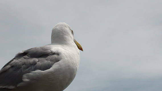Vogel, Möwe, Ozean, Cape Cod, ein Tier, Tierwelt, Tiere in freier Wildbahn, Tierthemen, keine Leute, Tier, Wirbeltier, Himmel, kopieren sie platz, Natur, Tag, draußen, Flachwinkelansicht, Tierkörperteil, grau, Feder, weiße Farbe, Seitenansicht, 4K, CC0, gemeinfrei, lizenzfrei