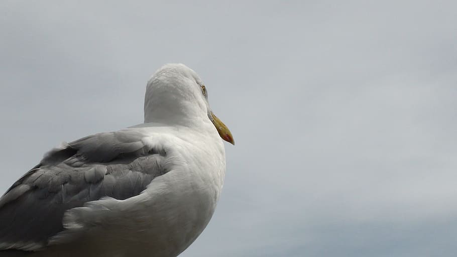 uccello, gabbiano, oceano, capo cod, un animale, fauna selvatica, animali allo stato selvatico, temi animali, nessuno, animale, vertebrato, cielo, copia spazio, natura, giorno, all'aperto, Inquadratura dal basso, parte del corpo animale, grigio, piuma, Colore bianco, vista laterale, 4K