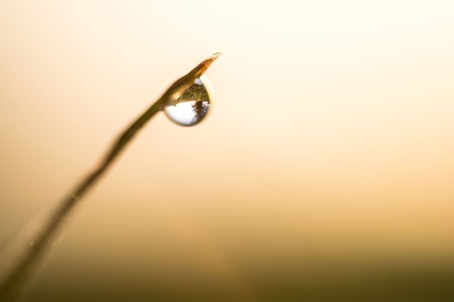 tirar, reflexió, herba, DOF, dispersió, transmissió, naturalesa, macro, primer pla, cap gent, fragilitat, planta, animal, un animal, aigua, temes d'animals, còpia espai, enfocament selectiu, primer pla extrem, tir de l'estudi, fauna animal, humit, fons de colors, bellesa a la natura, puresa, fulla d'herba, rosada, 5K