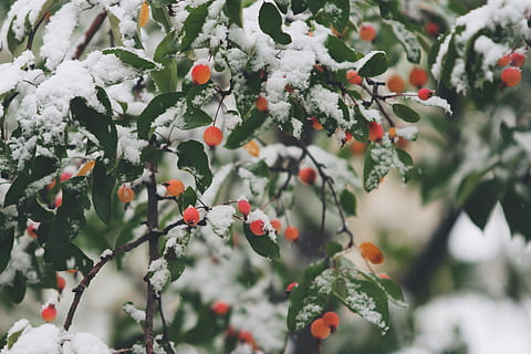 poc profund, focalitzar la fotografia, arbres, ple, neu, selectiu, vermell, fruita, baia, hivern, fred, planta, crabapple, natural, fresc, naturalesa, arbre, full, blanc, creixement, alimentació saludable, menjar i beguda, menjar, frescor, branca, dia, bellesa a la natura, centrar-se en primer pla, cap gent, fruites de baies, part de la planta, primer pla, a l'aire lliure, rowanberry, madur, 5K, CC0, domini públic, lliure de regalies