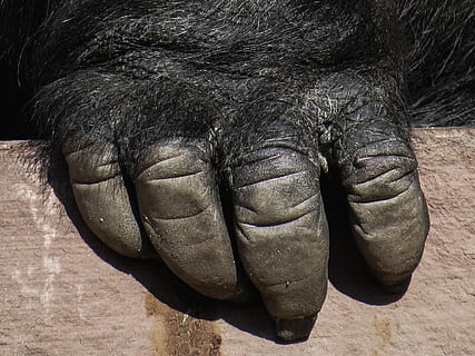Gorilla, Affe, Hand, Zoo, schließen, Tier, Tierthemen, Säugetier, Tierkörperteil, ein Tier, Nahansicht, keine Leute, Wirbeltier, niedriger Abschnitt, Haustiere, Tierwelt, Elefant, Tag, Tierbein, inländisch, drinnen, Körperteil, Tierhaut, Leder, pflanzenfressend, 2K, CC0, gemeinfrei, lizenzfrei