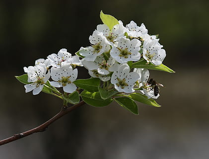 gėlės, balta, medis, vaisiai, casey, pavasaris, klestėjo, gėlė, žydintys augalai, augalų, grožis gamtoje, trapumas, pažeidžiamumas, žiedlapis, augimą, šviežumas, balta spalva, Iš arti, gėlių galva, pobūdį, žiedynas, sutelkti dėmesį į naujas žinias, nėra žmonių, filialas, žiedas, šakelė, pavasarį, lauke, žiedadulkių, vyšnių žiedas, 2K, CC0, Viešasis domenas, nemokamai