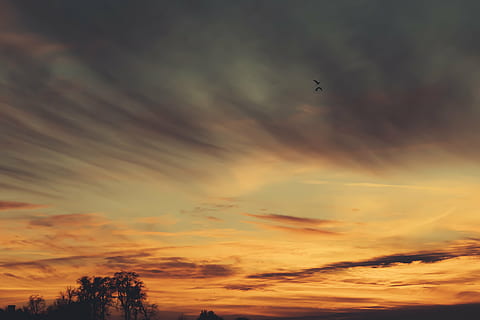 Vögel, fliegend, Orange, Himmel, Sonnenuntergang, Gelb, lange, Exposition, Fotografie, Dämmerung, Wolken, wolke - himmel, Schönheit in der Natur, Dramatischer Himmel, Silhouette, Natur, szenen, orange Farbe, ruhige Szene, Szenen - Natur, Flachwinkelansicht, Ruhe, keine Leute, Vogel, Wirbeltier, Tier, Baum, Tierthemen, idyllisch, draußen, 5K, CC0, gemeinfrei, lizenzfrei