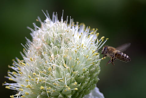 abelha, voar, flor, macro, insecta, um animal, inseto, natureza, ninguém, dia, animal, temas animais, invertebrado, planta com flores, animais selvagens, animais em estado selvagem, beleza na natureza, frescura, cabeça de flor, fragilidade, plantar, pétala, vulnerabilidade, fechar-se, crescimento, polinização, pólen, asa animal, primavera, roxa, 2K, CC0, domínio público, royalty free