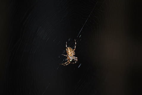 aranya, web, insecte, fantasmal, teranyina, negre, naturalesa, perill, por, fosc, horripilant, un animal, temes d'animals, nit, animals a la natura, fauna animal, cap gent, penjant, il·luminat, fons negre, animal, invertebrat, primer pla, aràcnids, artròpode, mar, sota l'aigua, aigua, a l'aire lliure, marí, 4K, CC0, domini públic, lliure de regalies