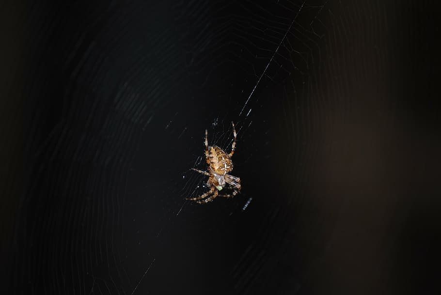 aranya, web, insecte, fantasmal, teranyina, negre, naturalesa, perill, por, fosc, horripilant, un animal, temes d'animals, nit, animals a la natura, fauna animal, cap gent, penjant, il·luminat, fons negre, animal, invertebrat, primer pla, aràcnids, artròpode, mar, sota l'aigua, aigua, a l'aire lliure, marí, 4K