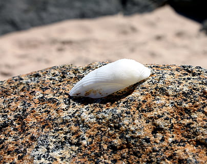 conchiglia, pietra, spiaggia, beira mar, Orla, rocce, sabbia, Paguro, vita marina, avvicinamento, fauna selvatica, animale, terra, animali allo stato selvatico, temi animali, guscio di animale, messa a fuoco selettiva, nessuno, giorno, solido, un animale, natura, mare, roccia, roccia - oggetto, marino, all'aperto, 4K, CC0, dominio pubblico, privo di copyright